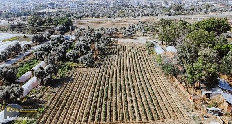 Bayındırın En Gözde Mahallesinde Bulunan Yola Sıfır Tarla - Görsel 4
