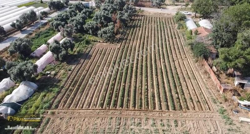 Bayındırın En Gözde Mahallesinde Bulunan Yola Sıfır Tarla - Görsel 12