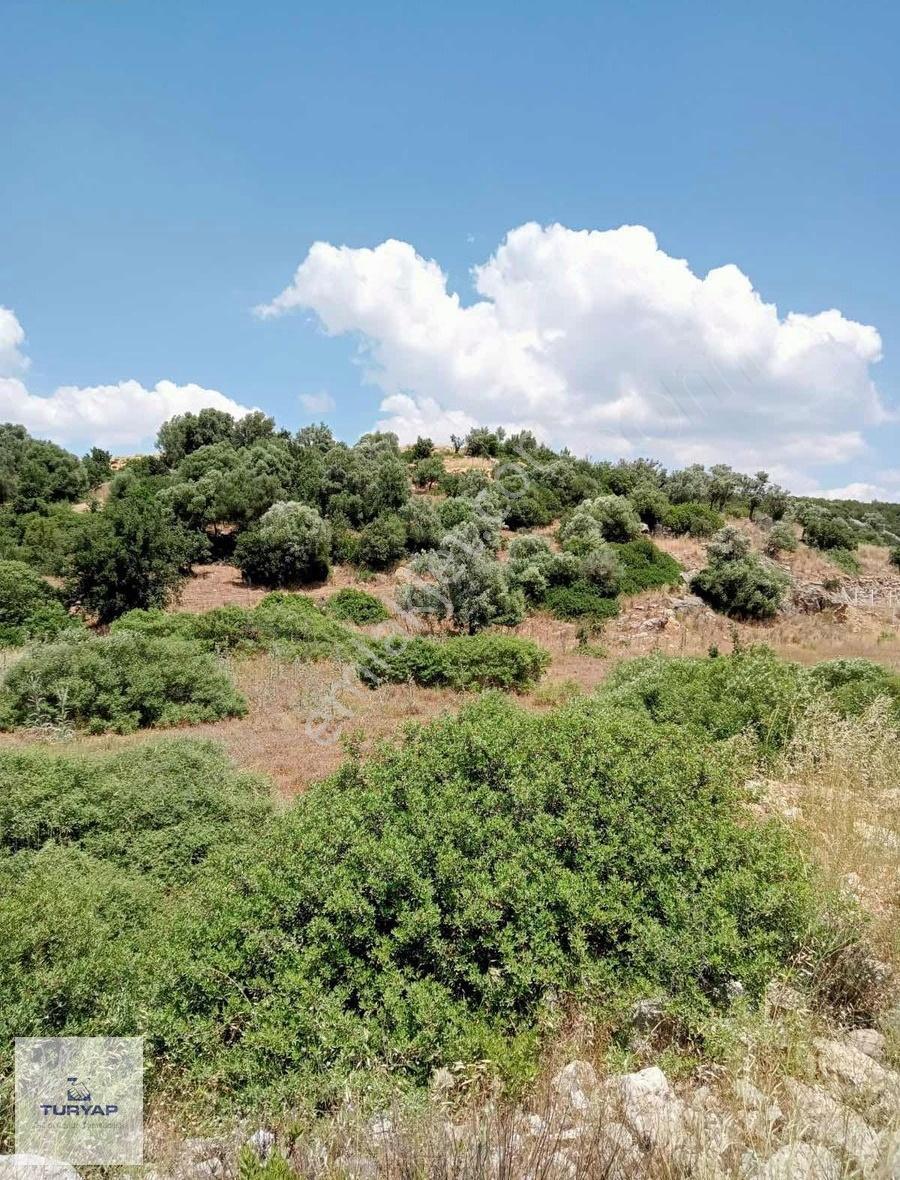 Didim Akyeniköy Bozseki Mevkiinde Yatırımlık Villa Arsası - Görsel 2