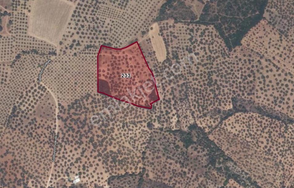 Geyikli Darıköy'de Düz Zemin 16.200m2. Zeytinlik