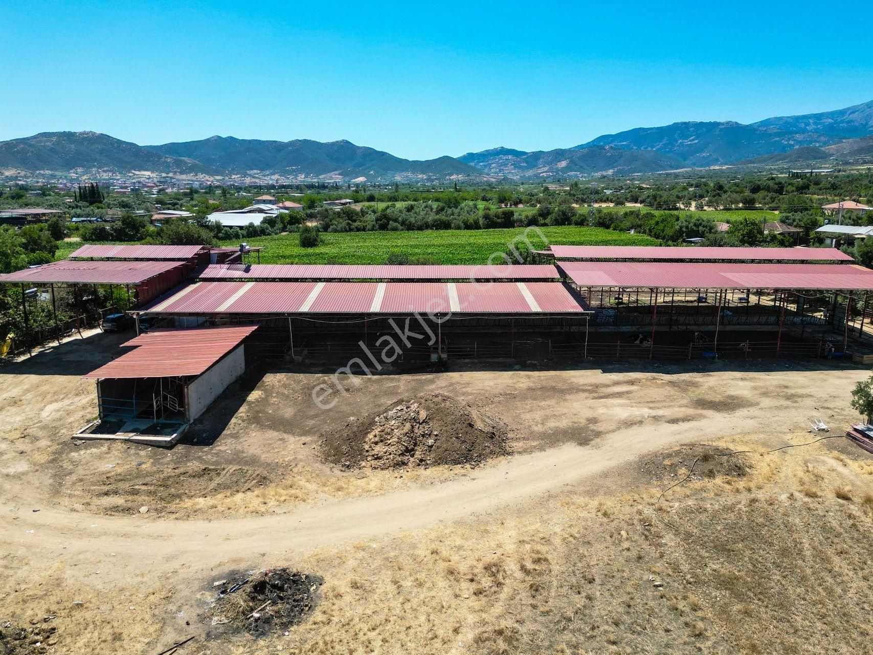 İzmir Kiraz'da 5500 M2 Arsa İçinde 1800 M2 Hazır Büyükbaş Damı