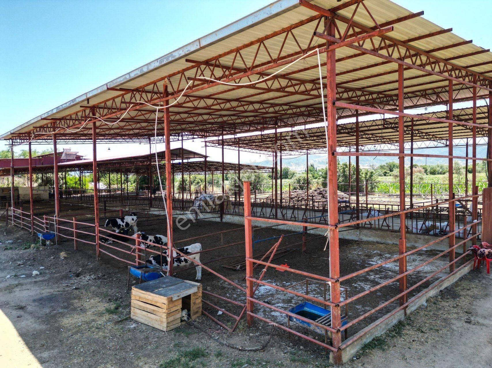 İzmir Kiraz'da 5500 M2 Arsa İçinde 1800 M2 Hazır Büyükbaş Damı - Görsel 20