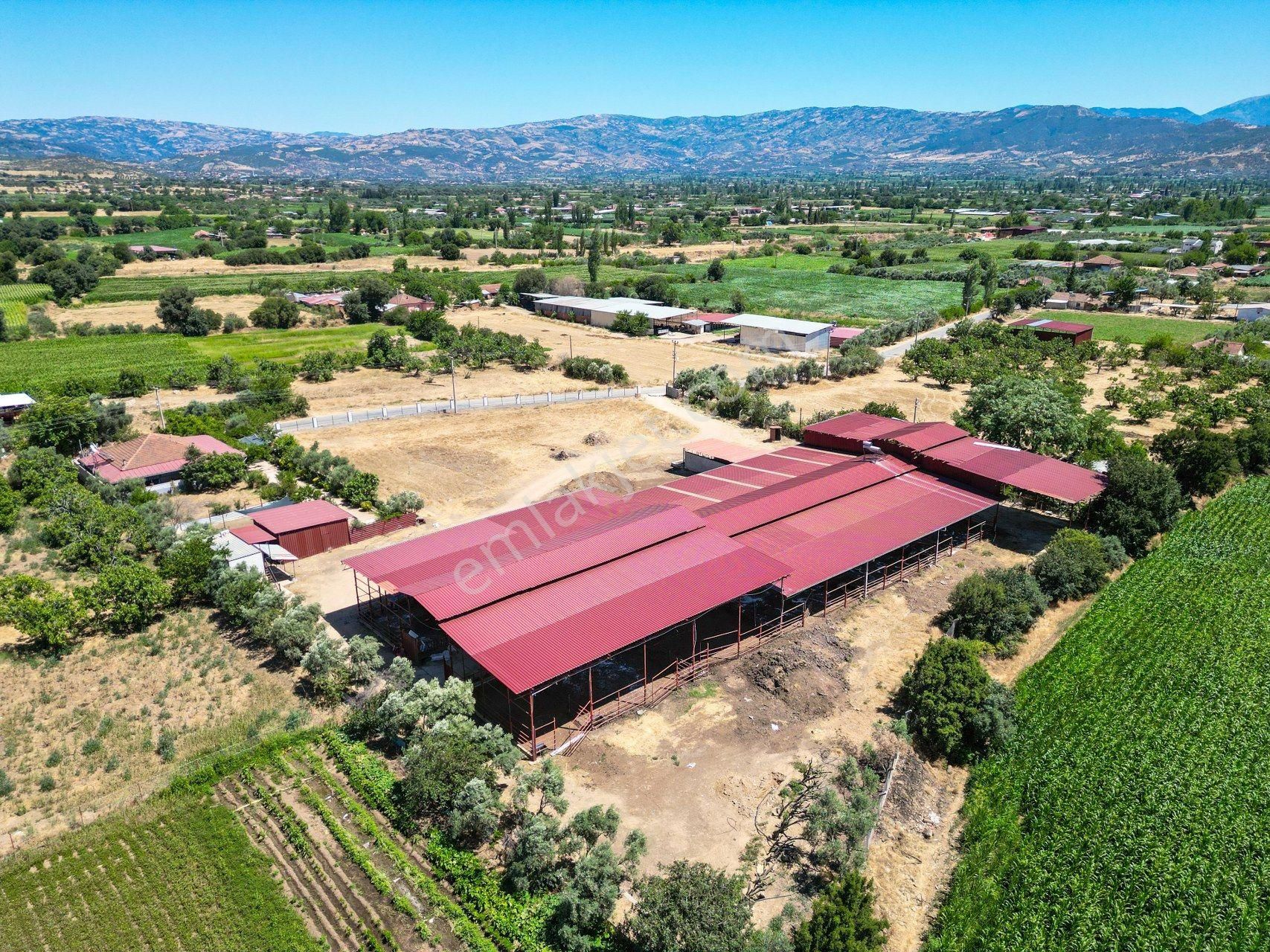 İzmir Kiraz'da 5500 M2 Arsa İçinde 1800 M2 Hazır Büyükbaş Damı - Görsel 2