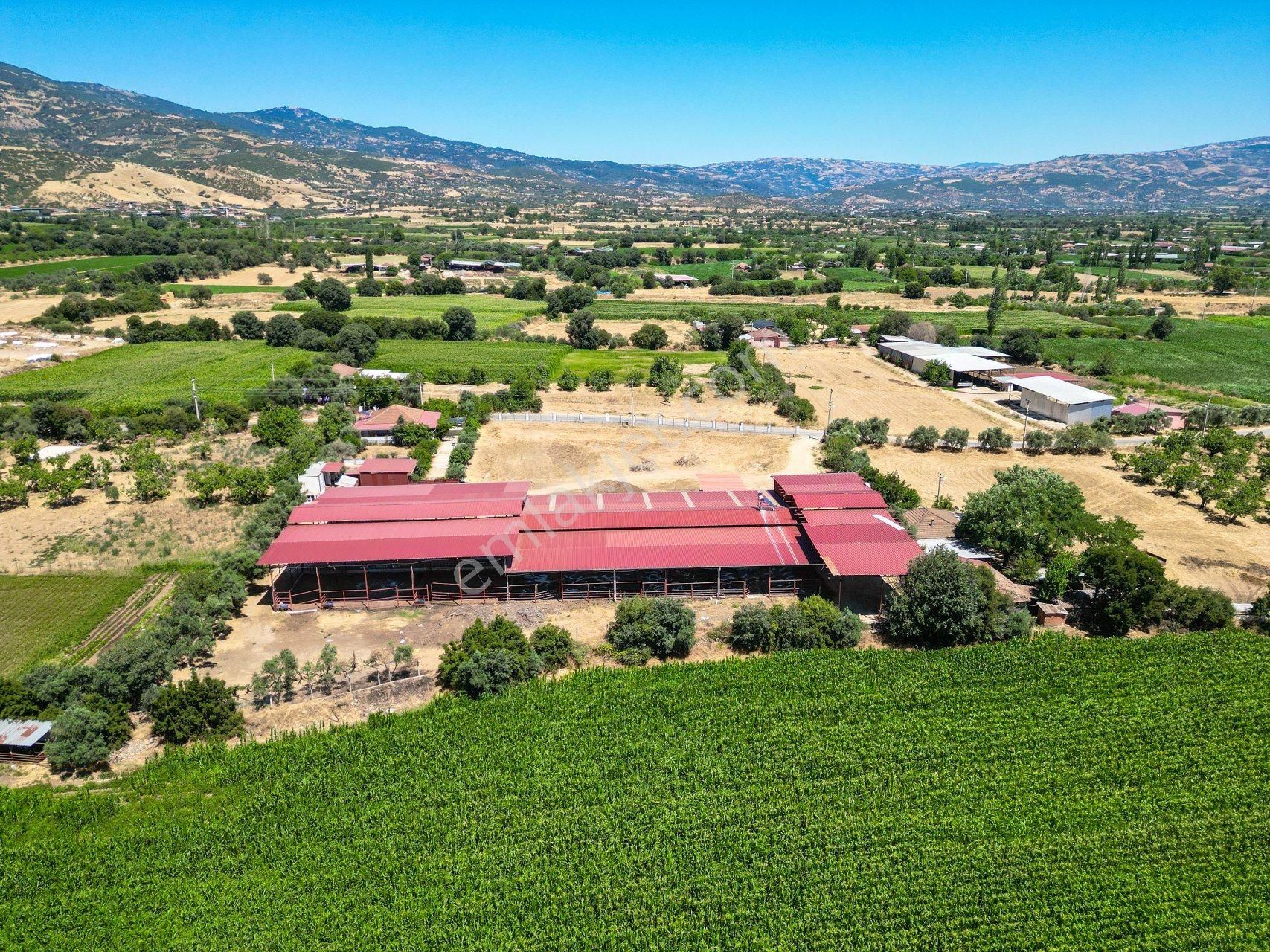 İzmir Kiraz'da 5500 M2 Arsa İçinde 1800 M2 Hazır Büyükbaş Damı - Görsel 4