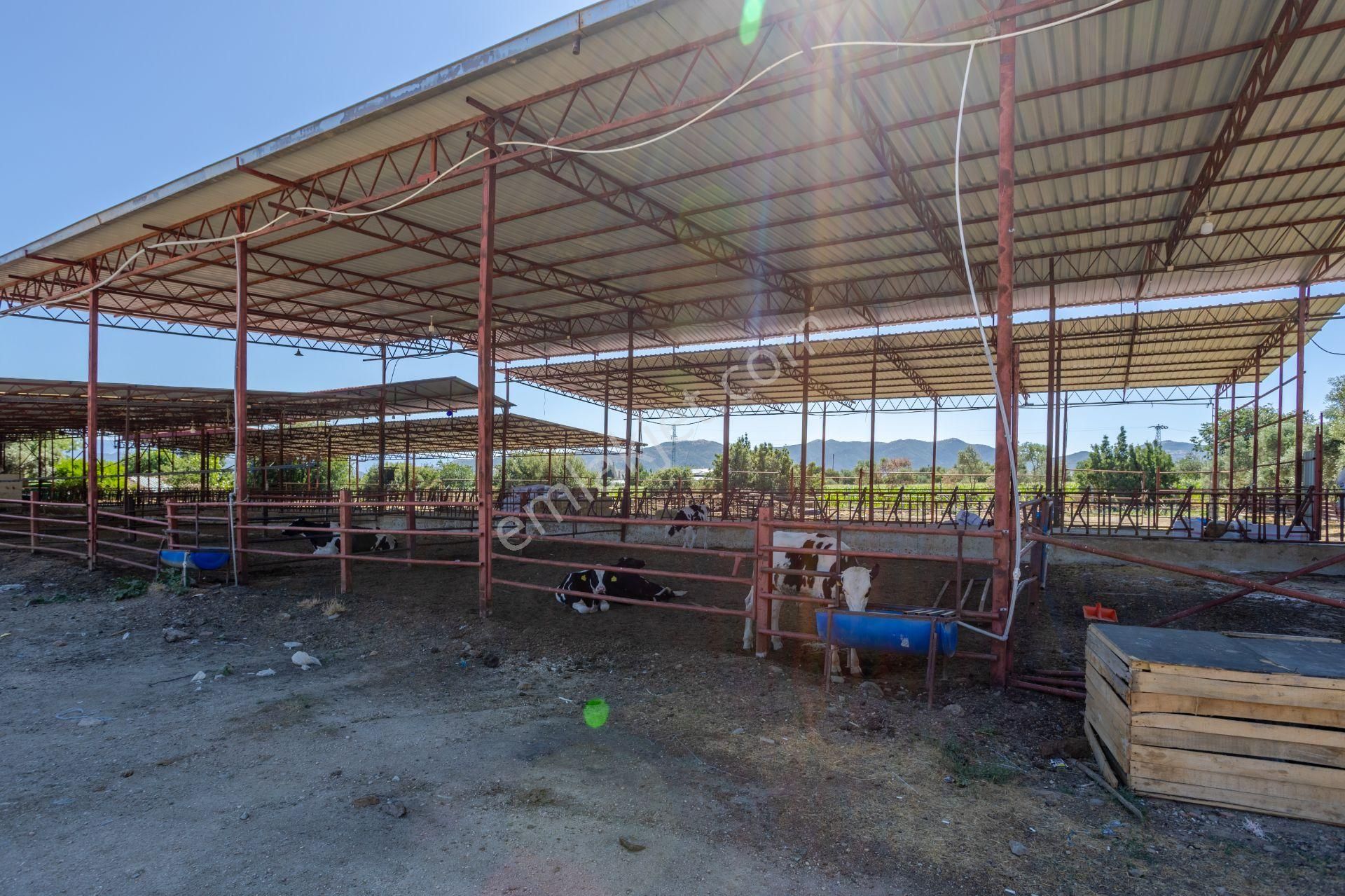 İzmir Kiraz'da 5500 M2 Arsa İçinde 1800 M2 Hazır Büyükbaş Damı - Görsel 29