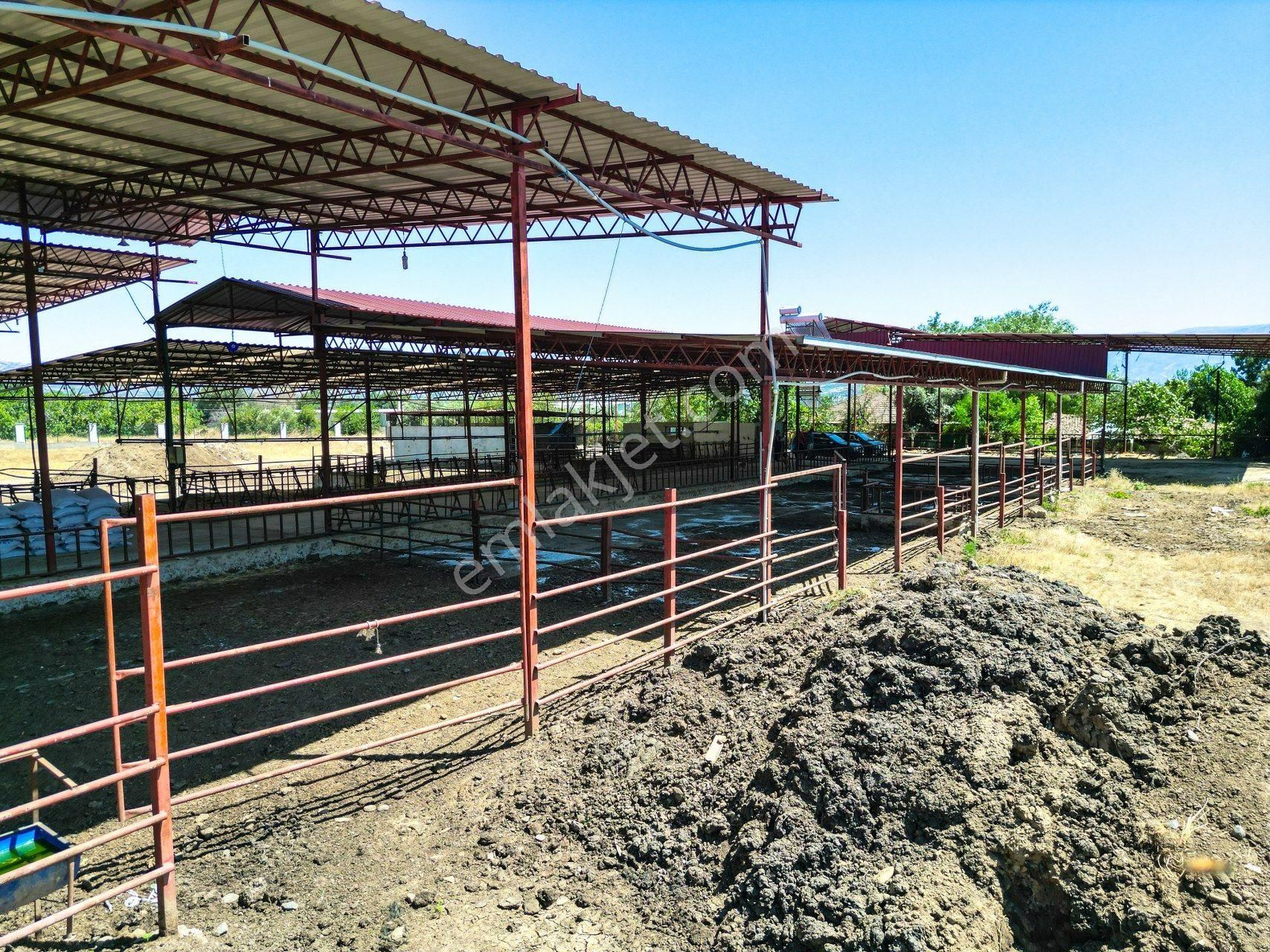 İzmir Kiraz'da 5500 M2 Arsa İçinde 1800 M2 Hazır Büyükbaş Damı - Görsel 21