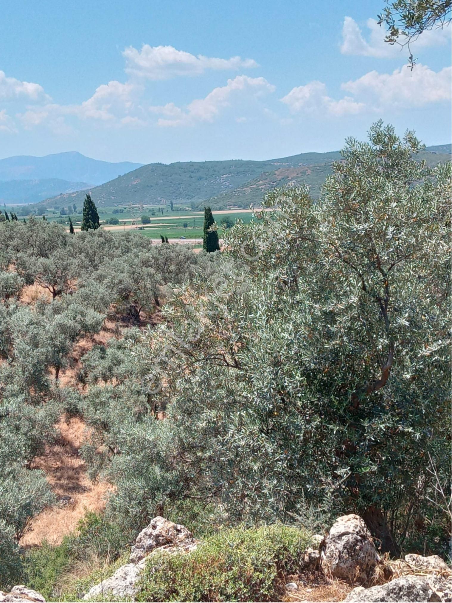 İzmir-tire -alaylı Köy Civarında Satılık Zeytinlikimiz Bulunmaktadır - Görsel 4