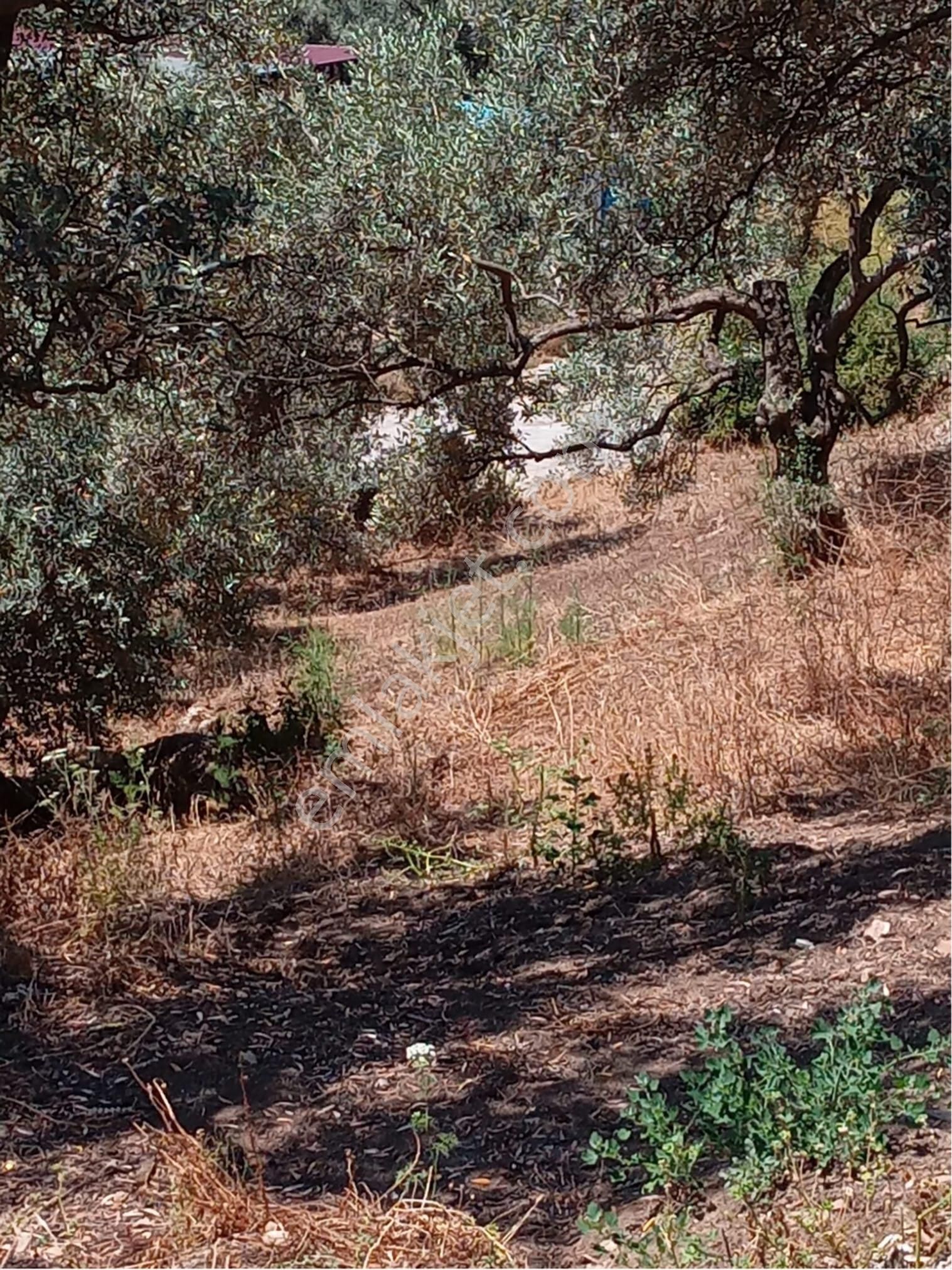 İzmir-tire -alaylı Köy Civarında Satılık Zeytinlikimiz Bulunmaktadır - Görsel 5