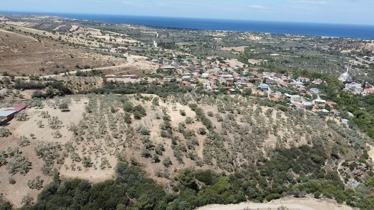 Çanakkale Ayvacık Kösedere Köyü'nde Deniz Manzaralı Zeytinlik
