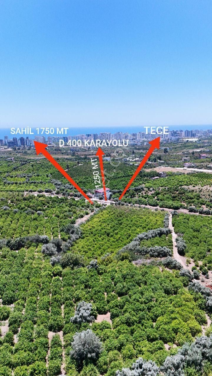 Thor'dan Satılık Mezitli Tece'de 5725 M2 Limon Bahçesi - Görsel 5