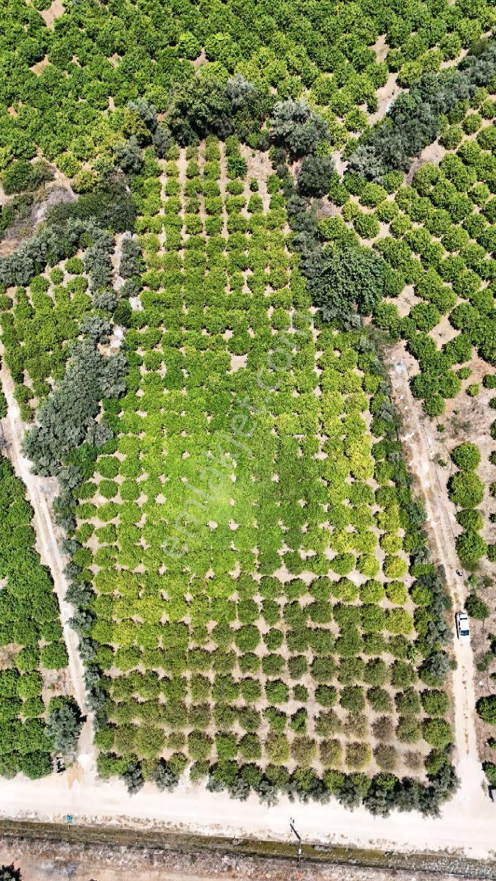 Thor'dan Satılık Mezitli Tece'de 5725 M2 Limon Bahçesi - Görsel 3
