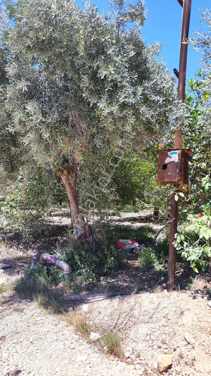 Thor'dan Satılık Mezitli Tece'de 5725 M2 Limon Bahçesi - Görsel 12