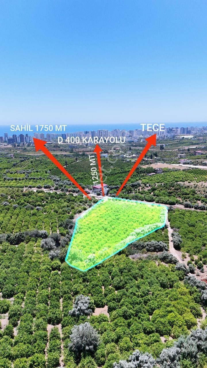 Thor'dan Satılık Mezitli Tece'de 5725 M2 Limon Bahçesi - Görsel 4