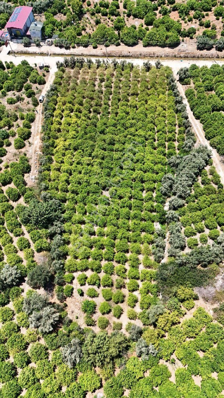 Thor'dan Satılık Mezitli Tece'de 5725 M2 Limon Bahçesi - Görsel 15