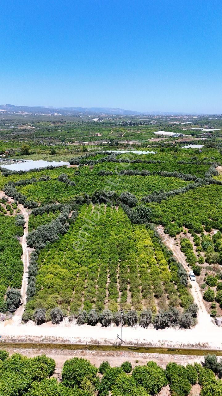 Thor'dan Satılık Mezitli Tece'de 5725 M2 Limon Bahçesi - Görsel 14