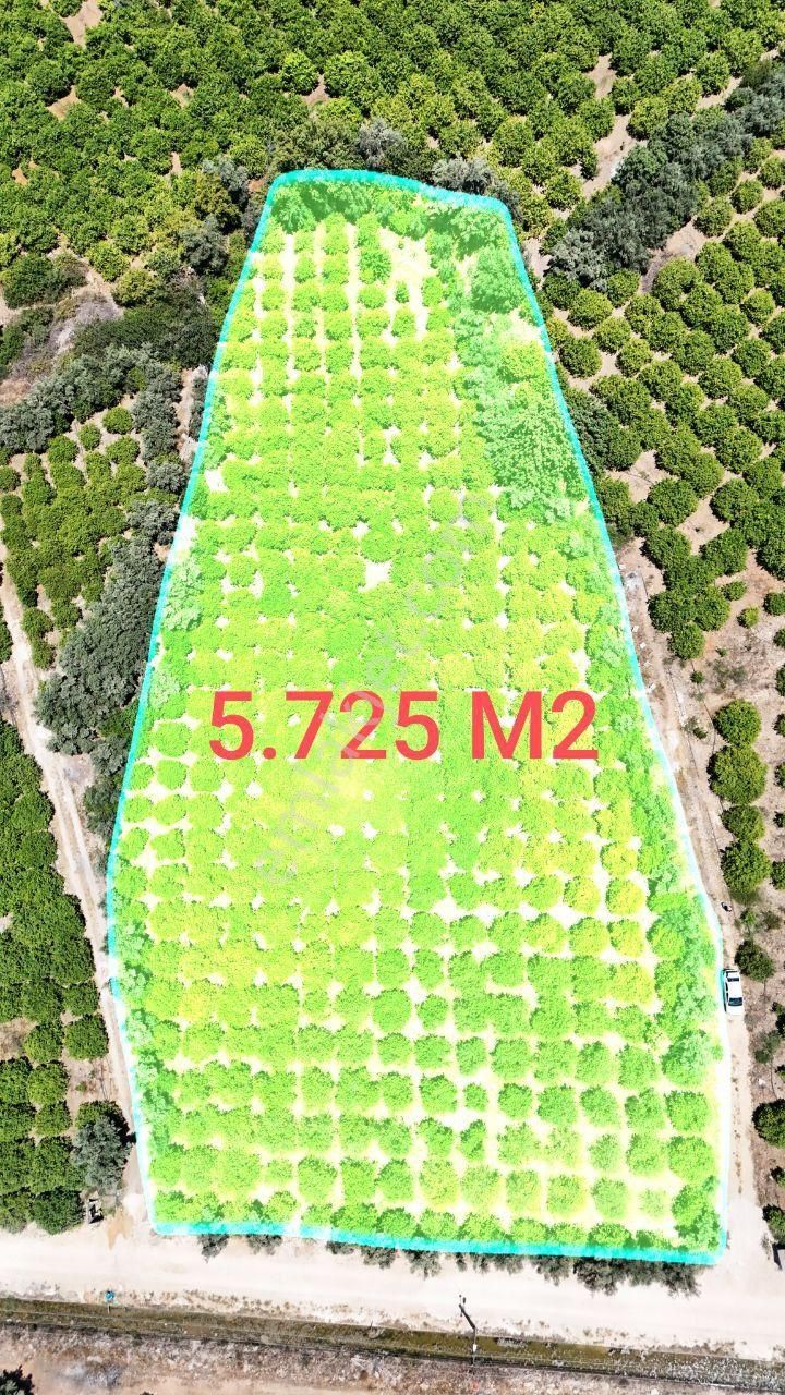 Thor'dan Satılık Mezitli Tece'de 5725 M2 Limon Bahçesi