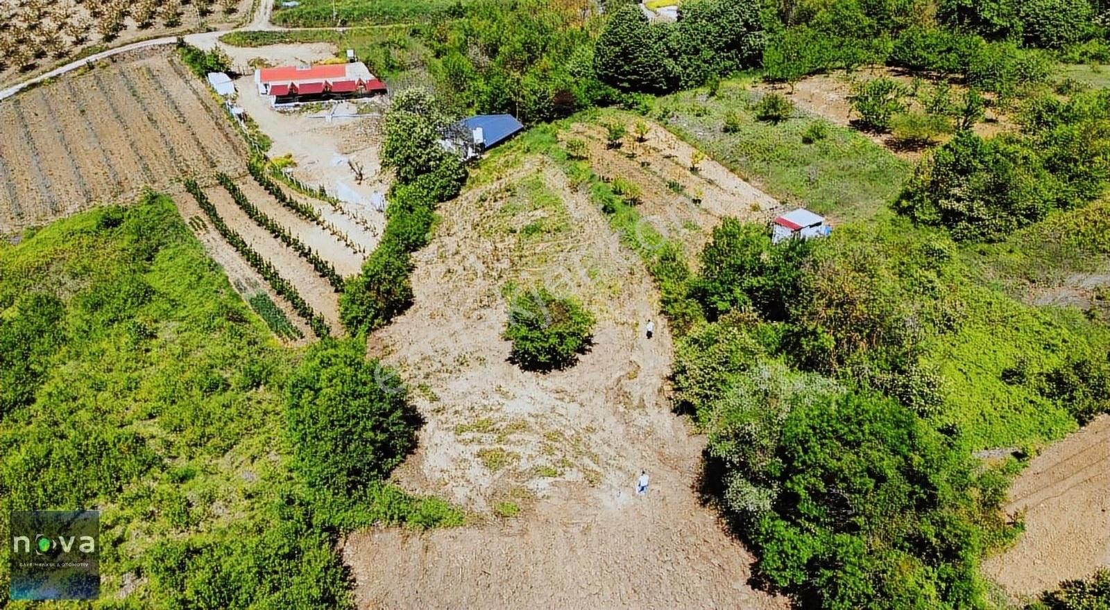 Nova' Dan Altınova Geyikdere Köyünde Satılık Tarla