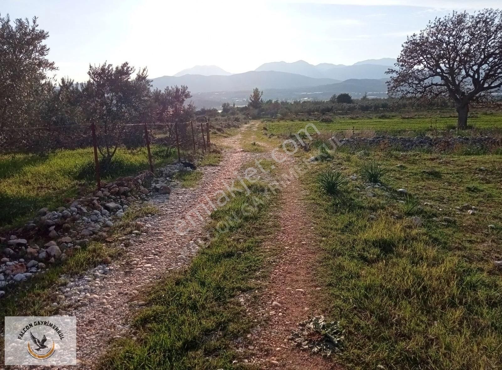Falcon Dan Palamut Da Fırsat 4722m² Tarla - Görsel 15