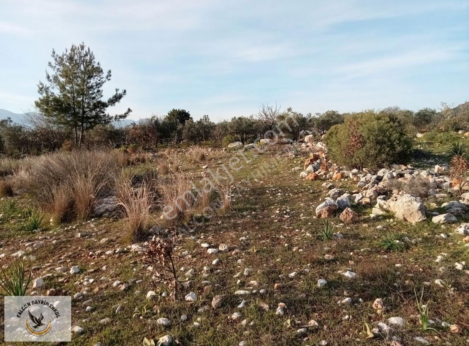 Falcon Dan Palamut Da Fırsat 4722m² Tarla - Görsel 10