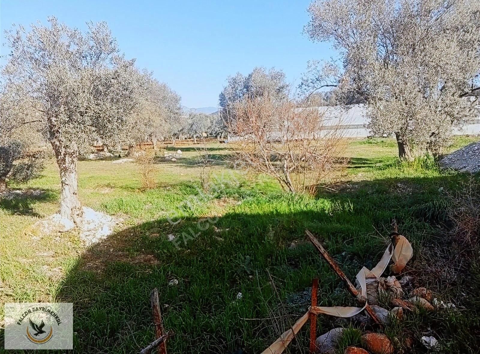 Falcon Dan Çavdır Da Frsat 1128m²arsa - Görsel 4