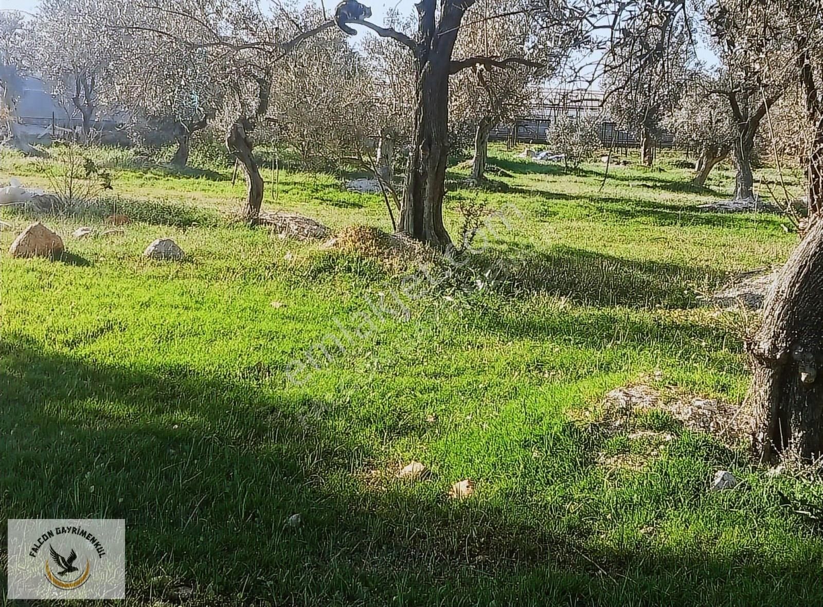 Falcon Dan Çavdır Da Frsat 1128m²arsa - Görsel 17