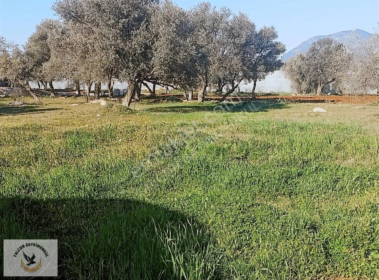 Falcon Dan Çavdır Da Frsat 1128m²arsa - Görsel 19