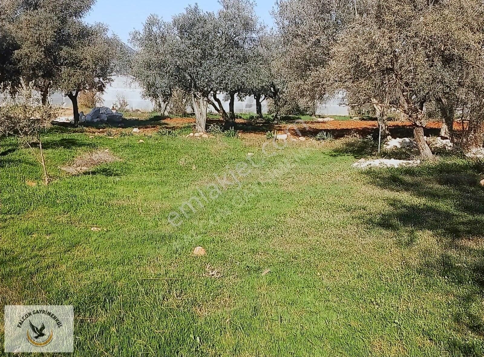Falcon Dan Çavdır Da Frsat 1128m²arsa - Görsel 3