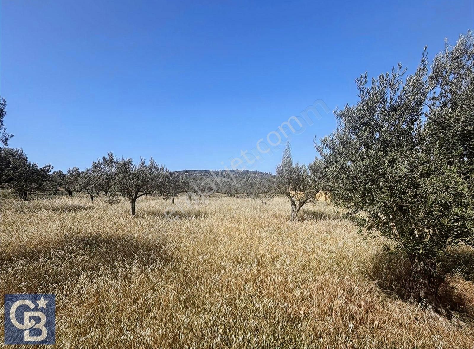 Cb Odak Gayrimenkulden Müstakil Tapu 1638 M2 Satılık Zeytinlik - Görsel 2
