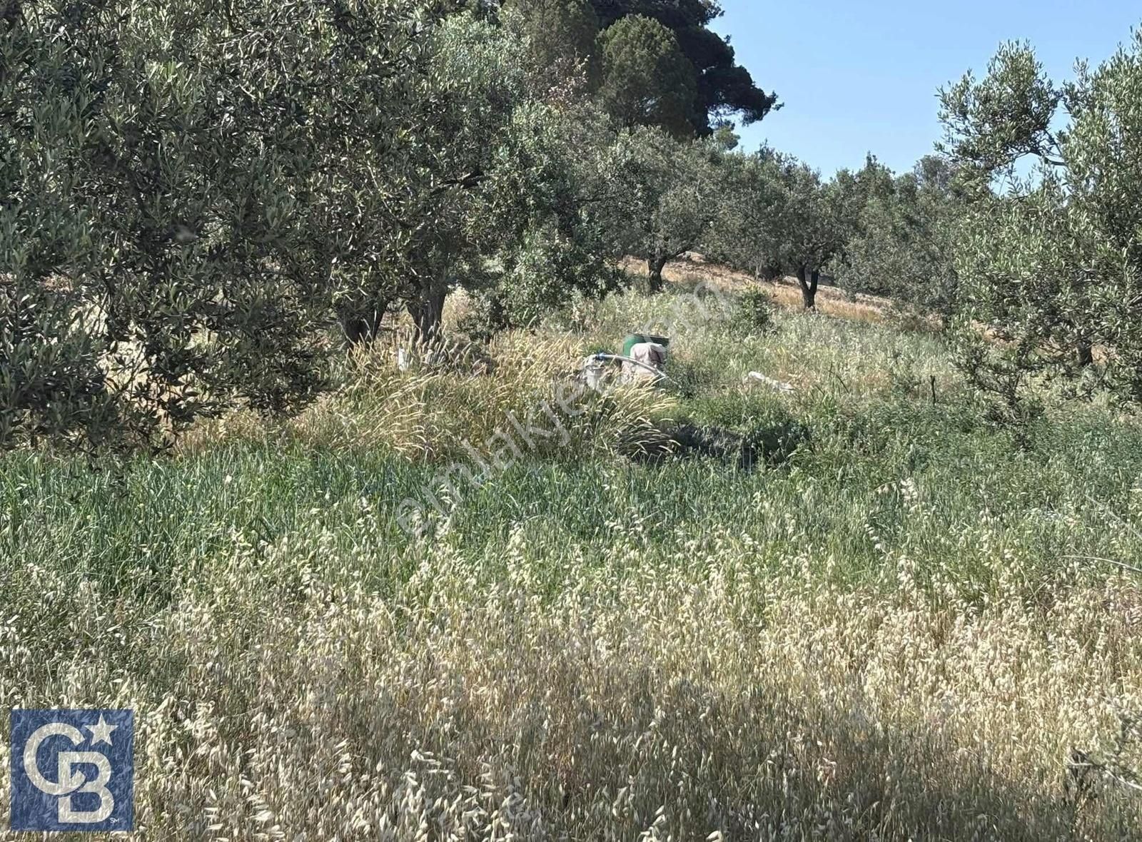 Cb Odak Gayrimenkulden Müstakil Tapu 1638 M2 Satılık Zeytinlik - Görsel 7