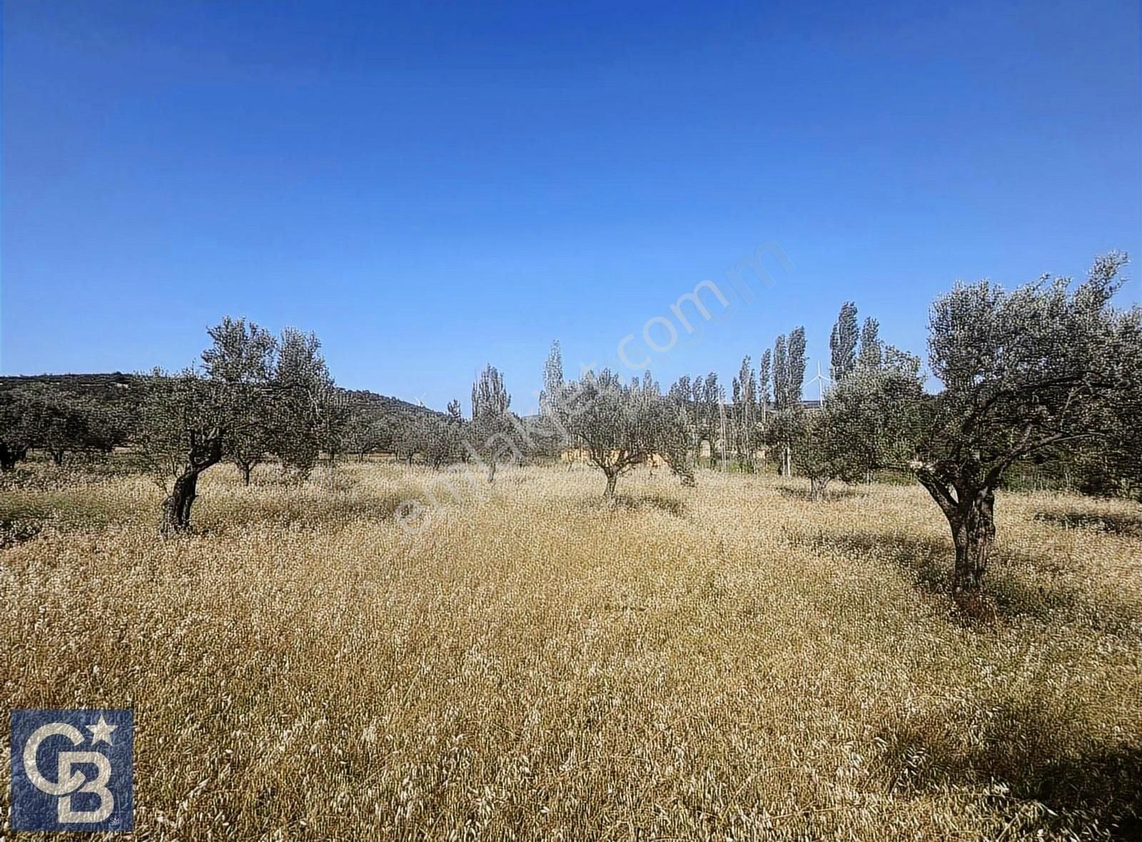 Cb Odak Gayrimenkulden Müstakil Tapu 1638 M2 Satılık Zeytinlik - Görsel 8