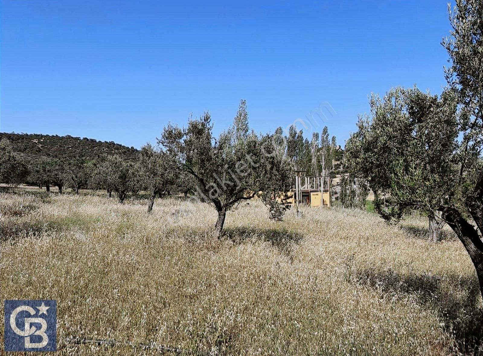 Cb Odak Gayrimenkulden Müstakil Tapu 1638 M2 Satılık Zeytinlik - Görsel 9