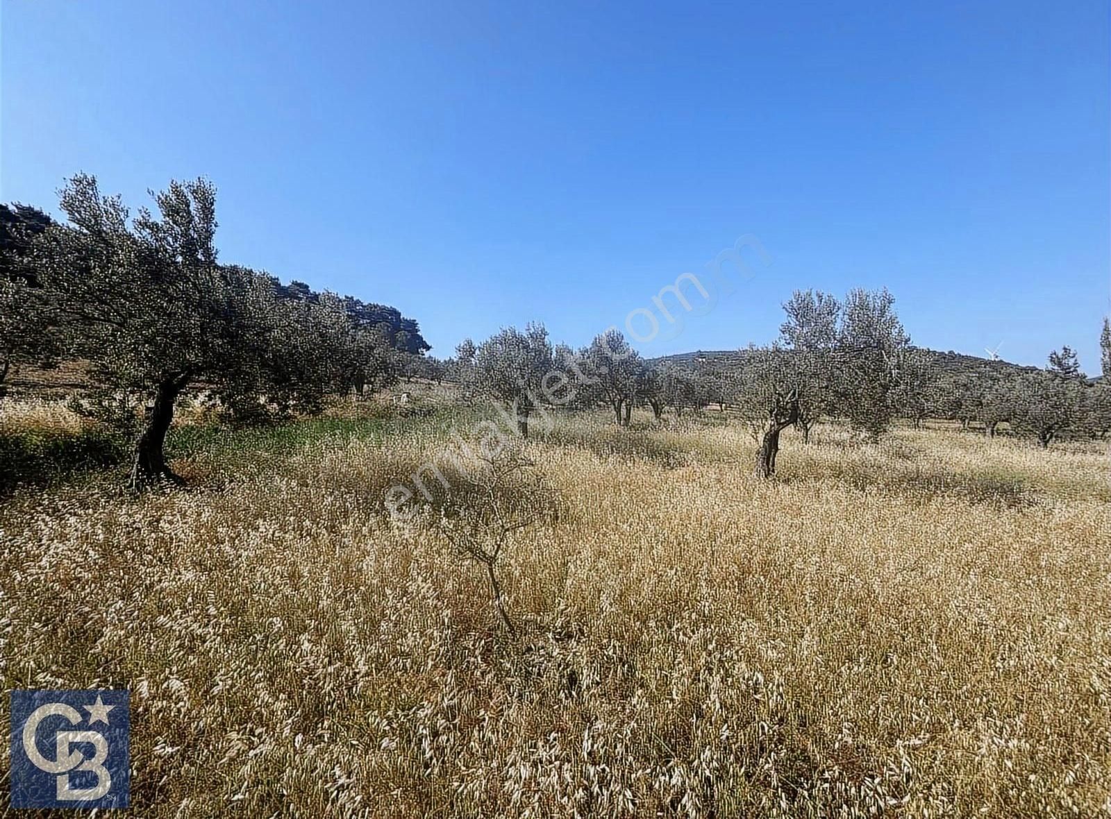 Cb Odak Gayrimenkulden Müstakil Tapu 1638 M2 Satılık Zeytinlik - Görsel 3