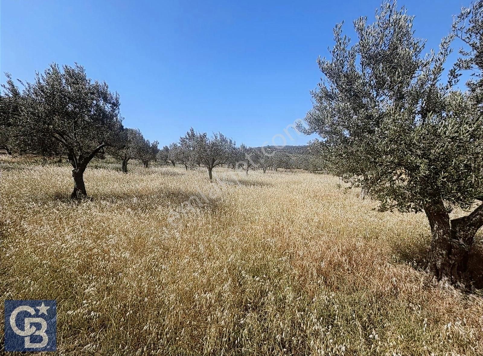 Cb Odak Gayrimenkulden Müstakil Tapu 1638 M2 Satılık Zeytinlik