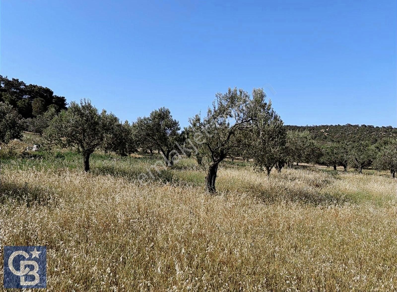 Cb Odak Gayrimenkulden Müstakil Tapu 1638 M2 Satılık Zeytinlik - Görsel 29