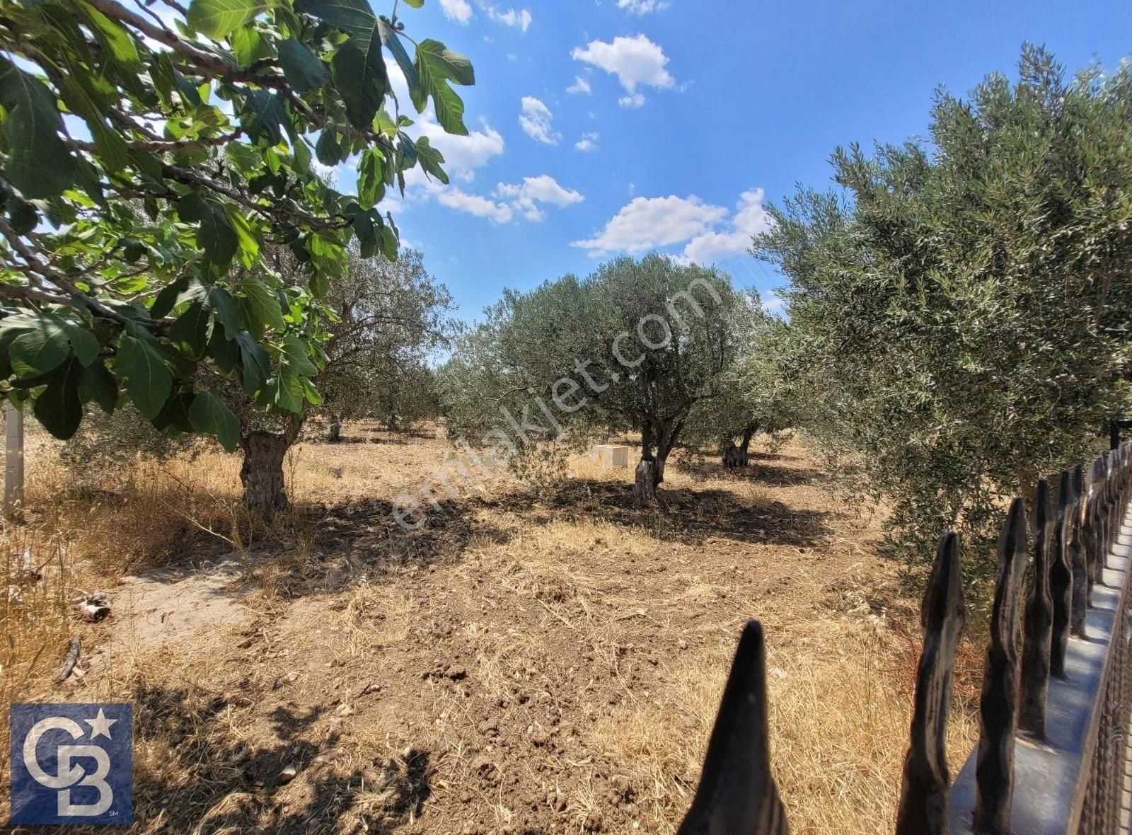 Bergamada 2107 M2 Müstakil Tapulu Zeytinli Tarla - Görsel 9