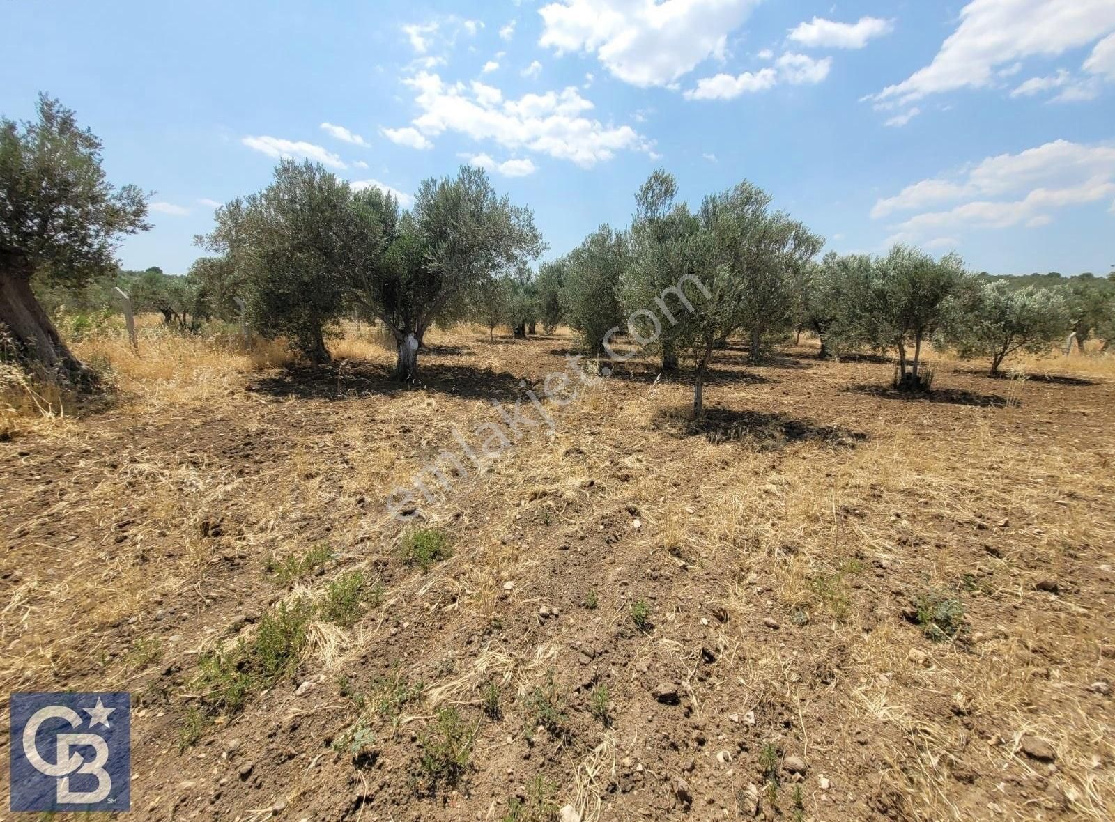 Bergamada 2107 M2 Müstakil Tapulu Zeytinli Tarla - Görsel 7