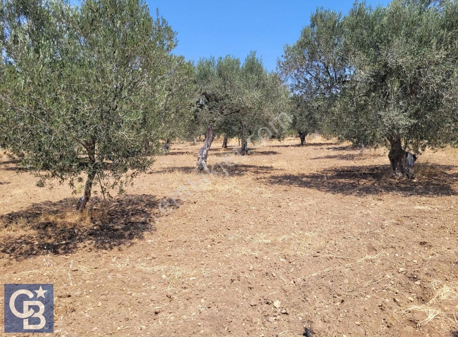 Bergamada 2107 M2 Müstakil Tapulu Zeytinli Tarla - Görsel 12