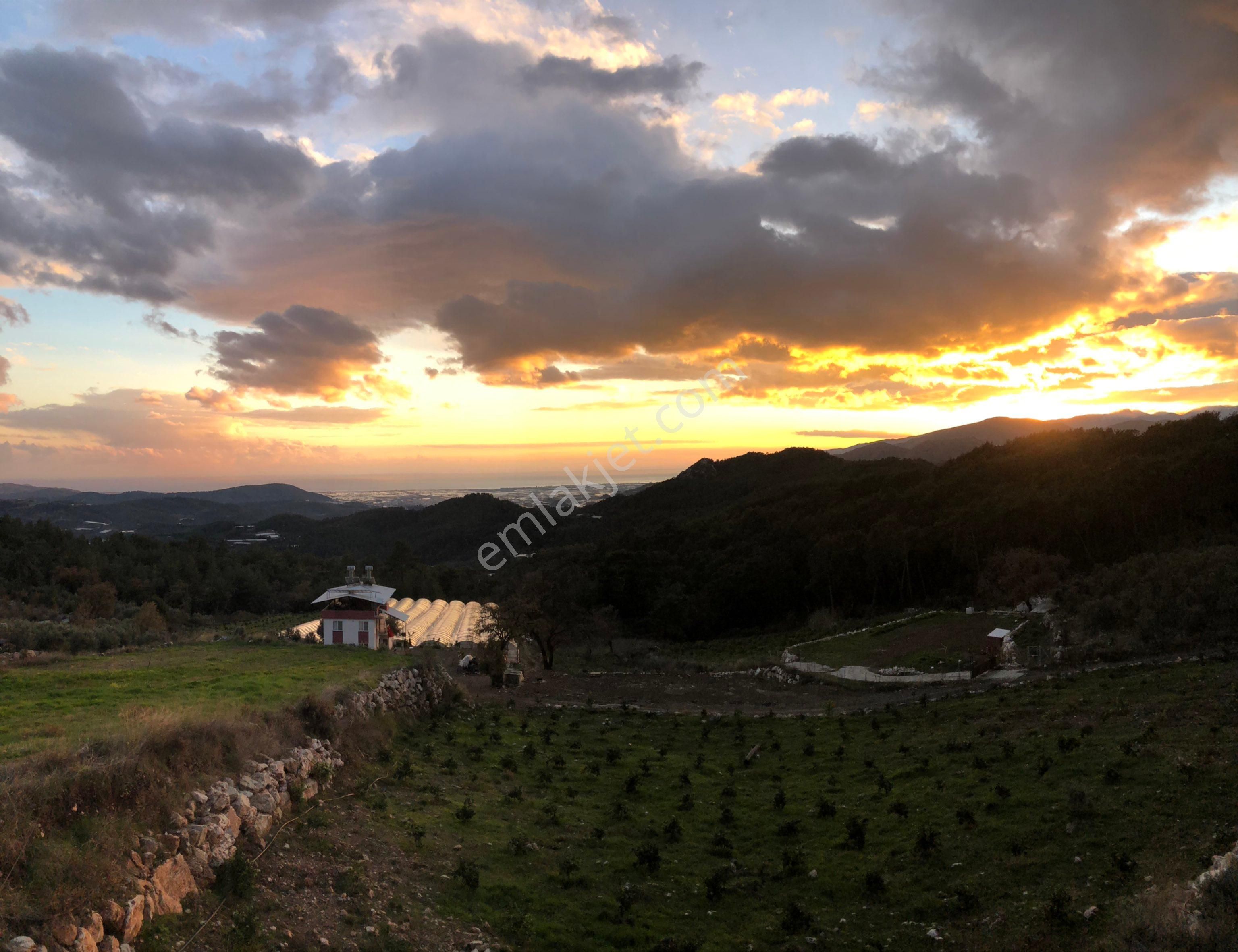 Kumluca Güzören'de Deniz Manzaralı,güney Cepheli,yatırımlık Narenciye Bahçesi
