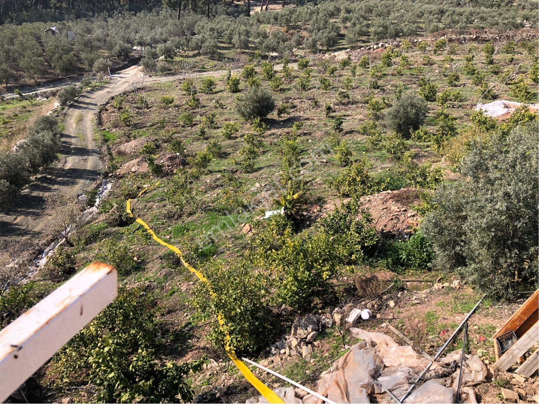 Kumluca Güzören'de Deniz Manzaralı,güney Cepheli,yatırımlık Narenciye Bahçesi - Görsel 15