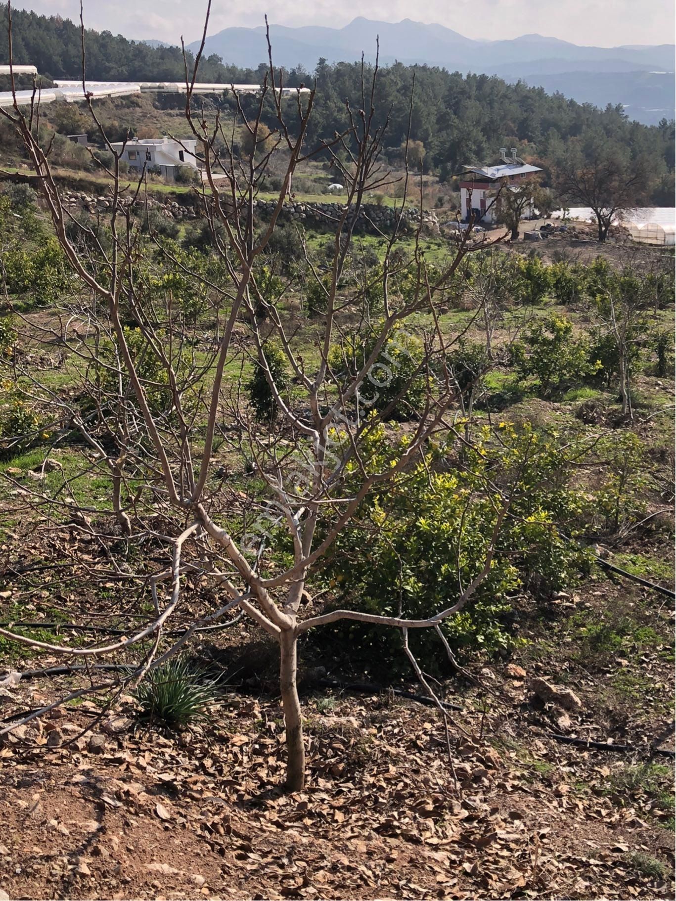 Kumluca Güzören'de Deniz Manzaralı,güney Cepheli,yatırımlık Narenciye Bahçesi - Görsel 11
