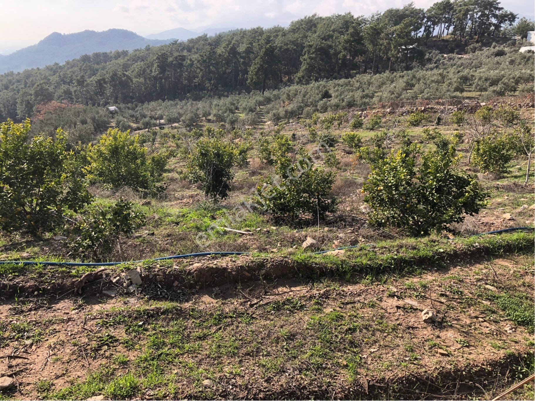 Kumluca Güzören'de Deniz Manzaralı,güney Cepheli,yatırımlık Narenciye Bahçesi - Görsel 14