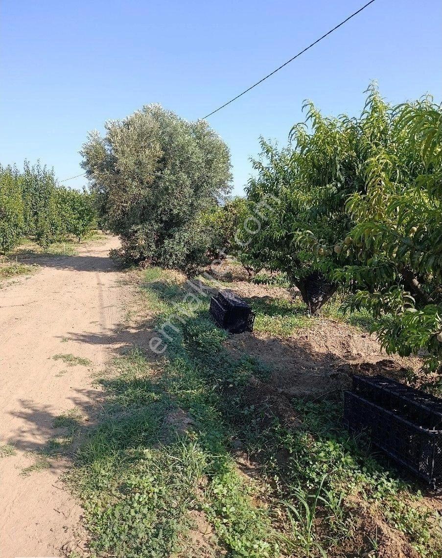 Manisa Turgutlu 9.mıntıka İmar Alanına Yakın 4 Dönüm Elektirik Sulu Bahçe - Görsel 10
