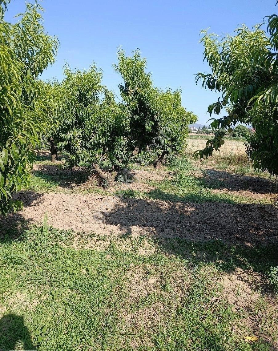 Manisa Turgutlu 9.mıntıka İmar Alanına Yakın 4 Dönüm Elektirik Sulu Bahçe - Görsel 12