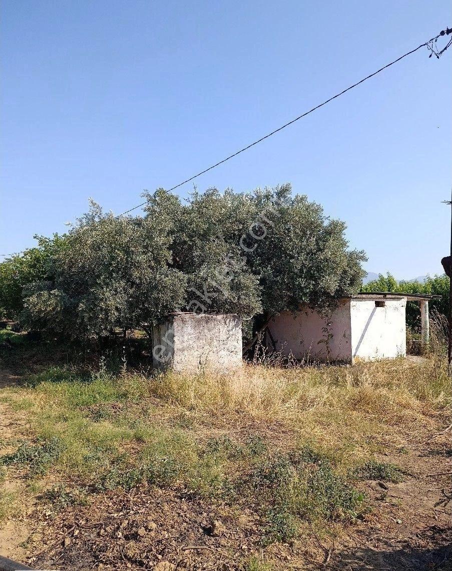 Manisa Turgutlu 9.mıntıka İmar Alanına Yakın 4 Dönüm Elektirik Sulu Bahçe - Görsel 24