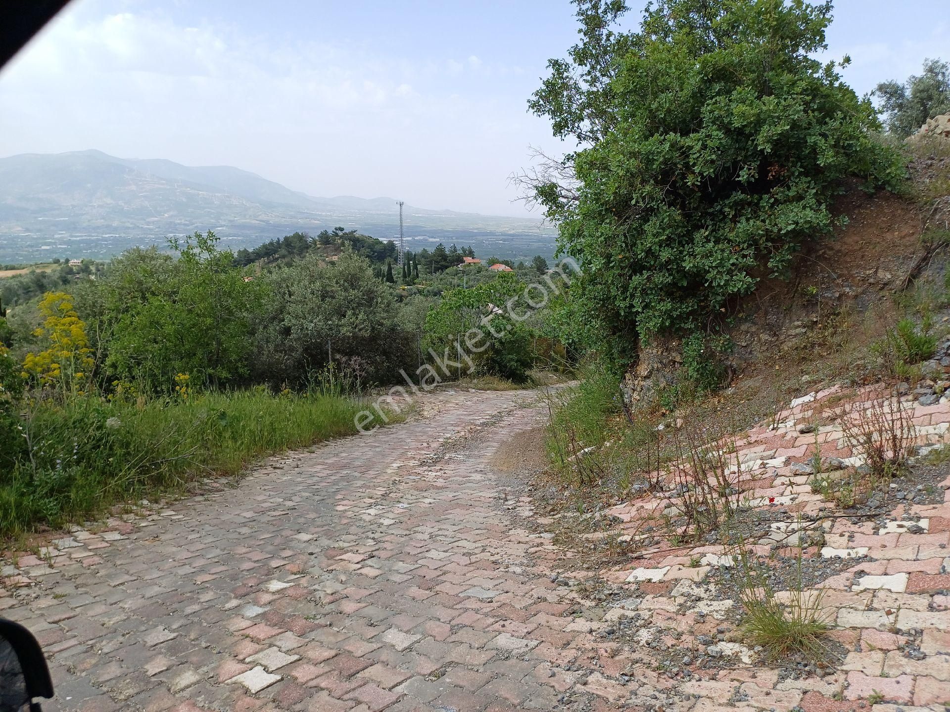 Sahibinden Kemalpaşa Ören Yaka Mevkiinde Yol Ve Sondajı Olan Zeytinlik - Görsel 4