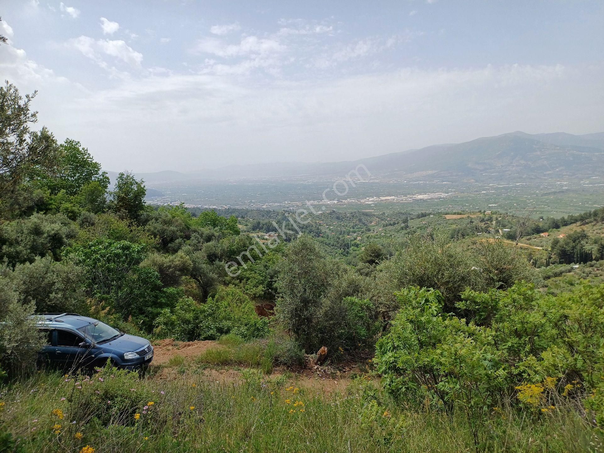 Sahibinden Kemalpaşa Ören Yaka Mevkiinde Yol Ve Sondajı Olan Zeytinlik - Görsel 6