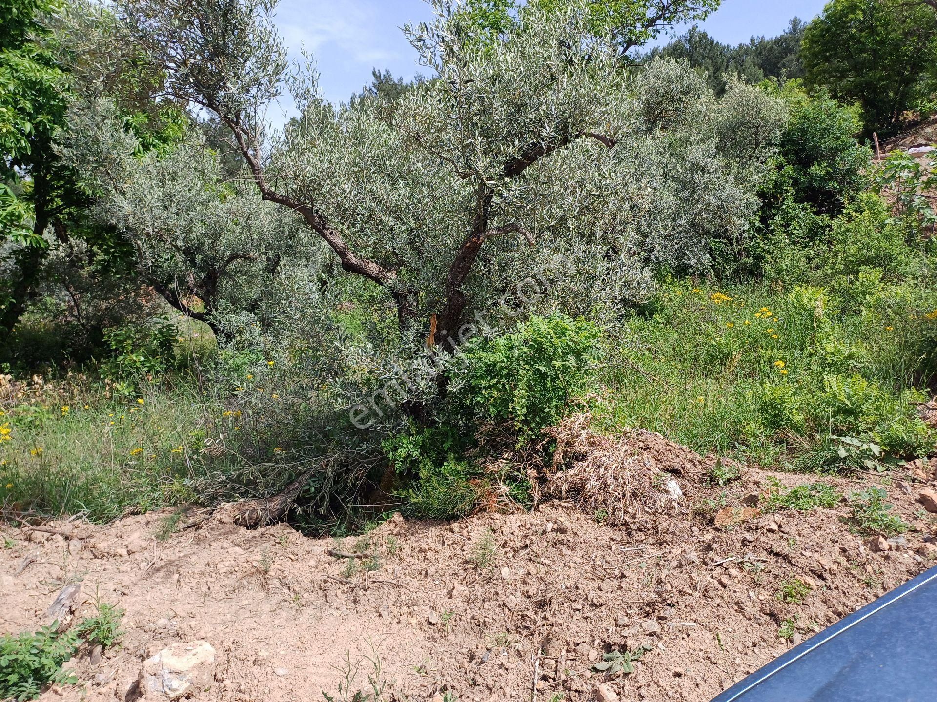 Sahibinden Kemalpaşa Ören Yaka Mevkiinde Yol Ve Sondajı Olan Zeytinlik - Görsel 9