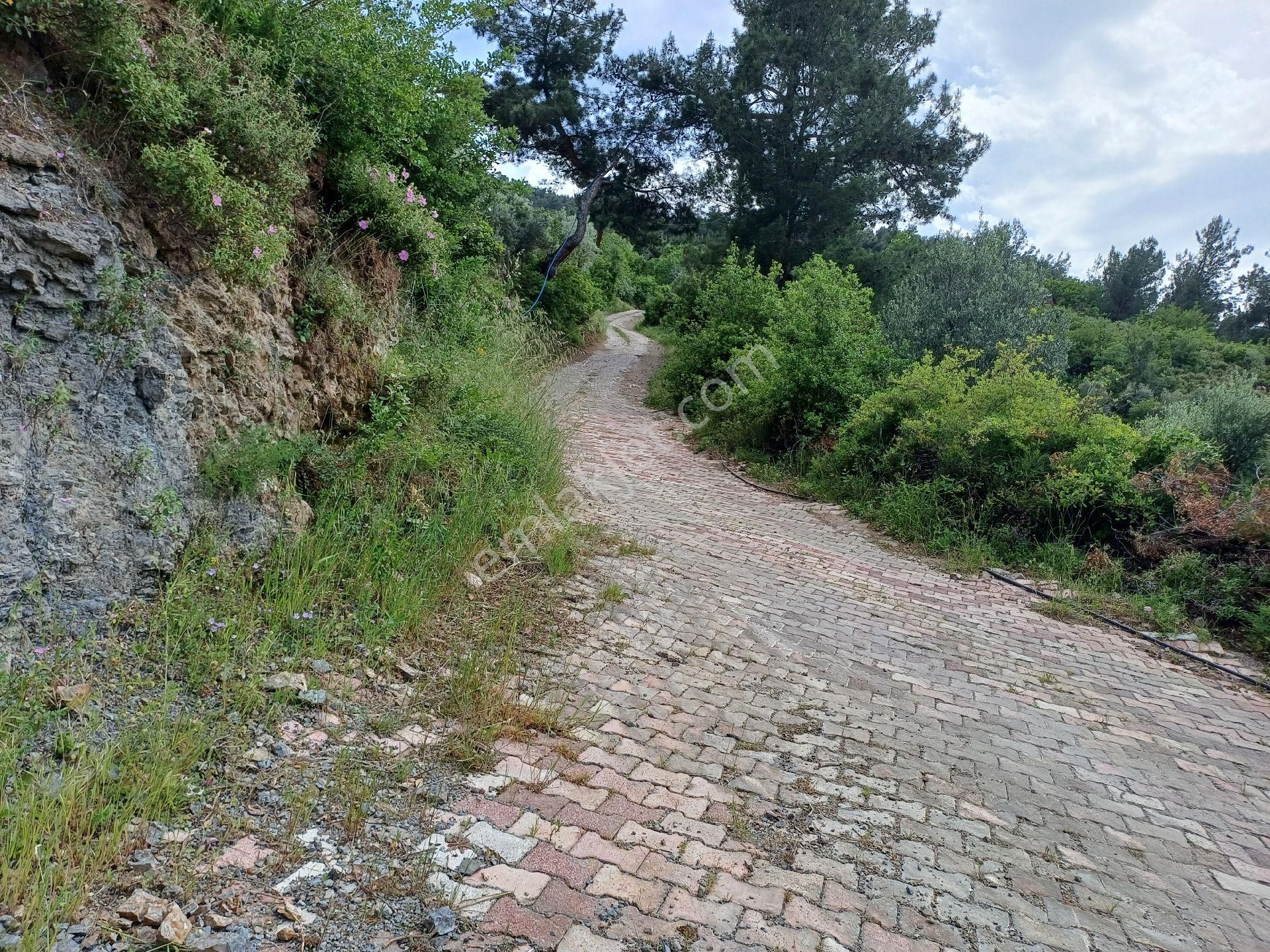 Sahibinden Kemalpaşa Ören Yaka Mevkiinde Yol Ve Sondajı Olan Zeytinlik - Görsel 3