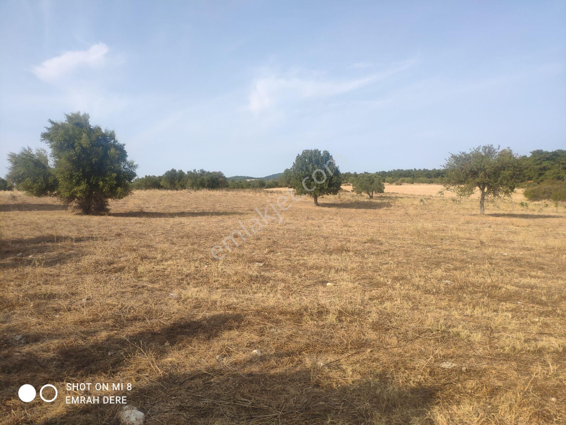 Çanakkale Bayramiç Zeytinli Satılık 7.737 M2 Yola Yakın Tarla - Görsel 16