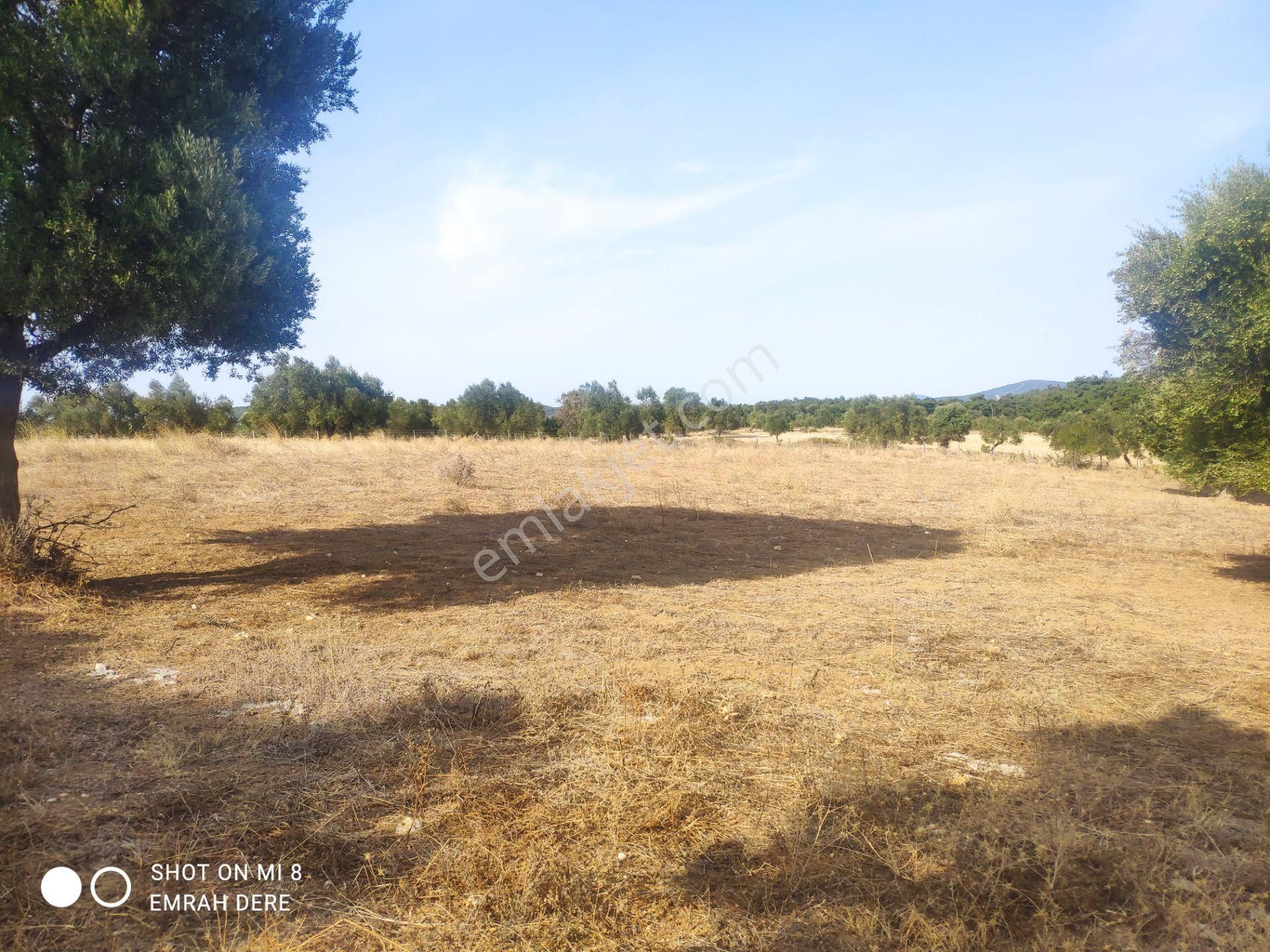 Çanakkale Bayramiç Zeytinli Satılık 7.737 M2 Yola Yakın Tarla - Görsel 19